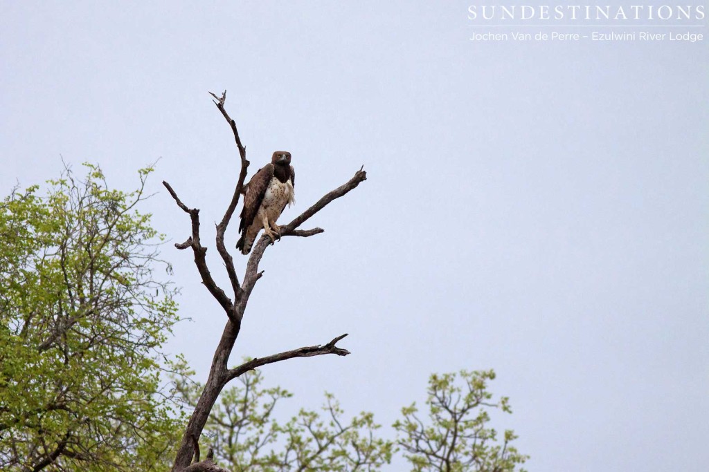 Martial Eagle