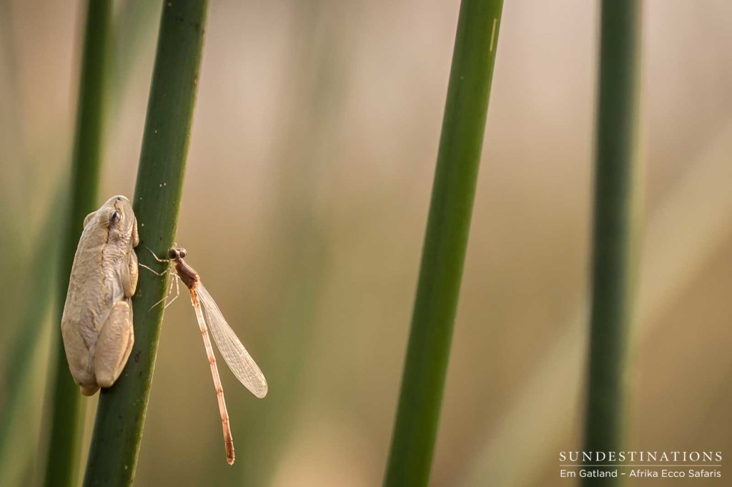 Painted reed frog and a dragon fly, Okavango Delta