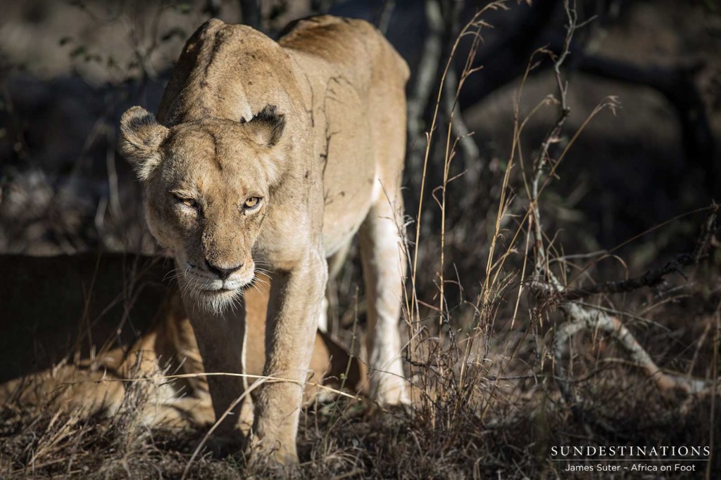 Ross Breakaway lioness