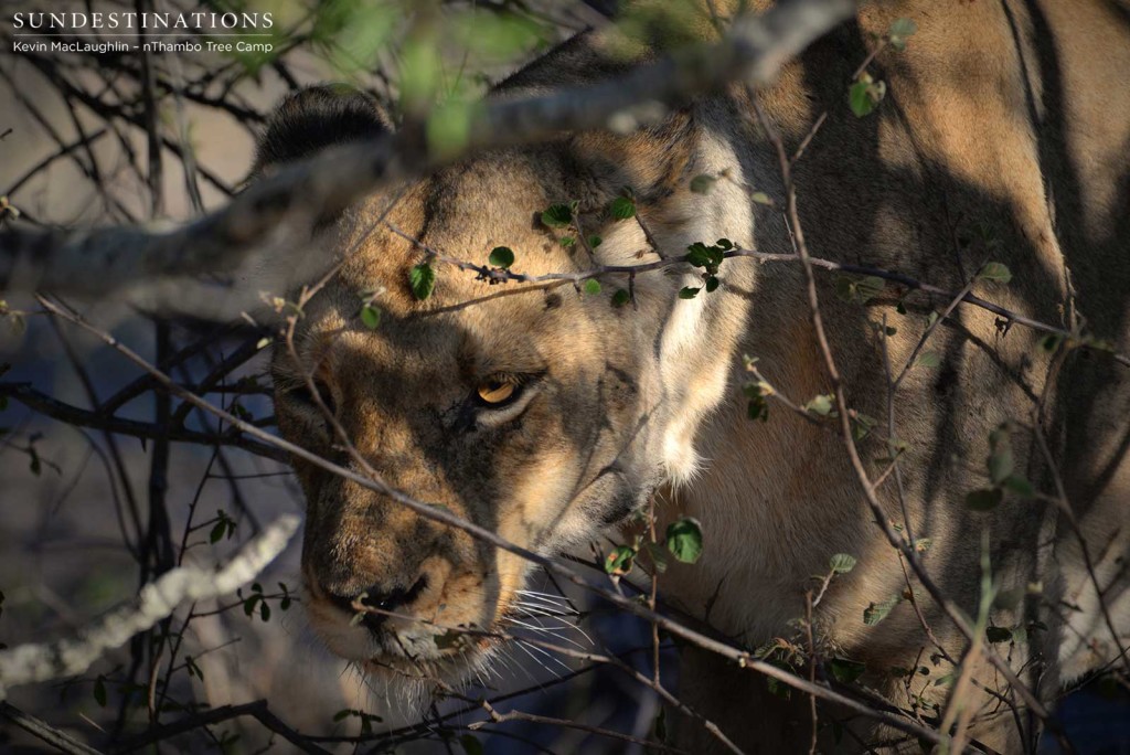 Ross Breakaway lioness in the shadows