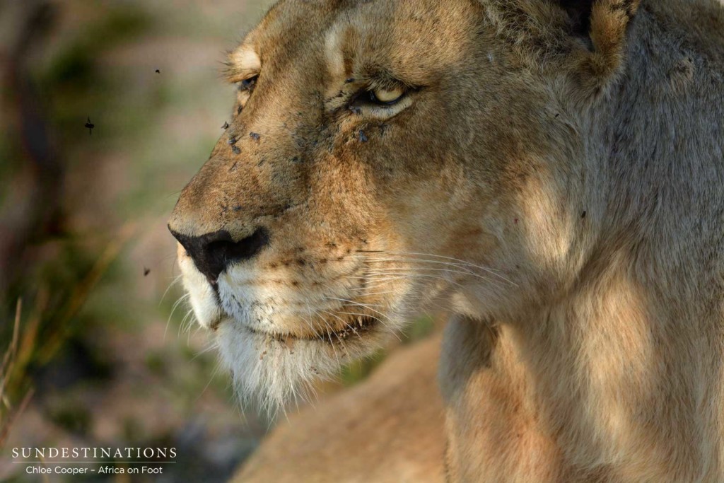 Ross Breakaway lioness listening to her sister's call