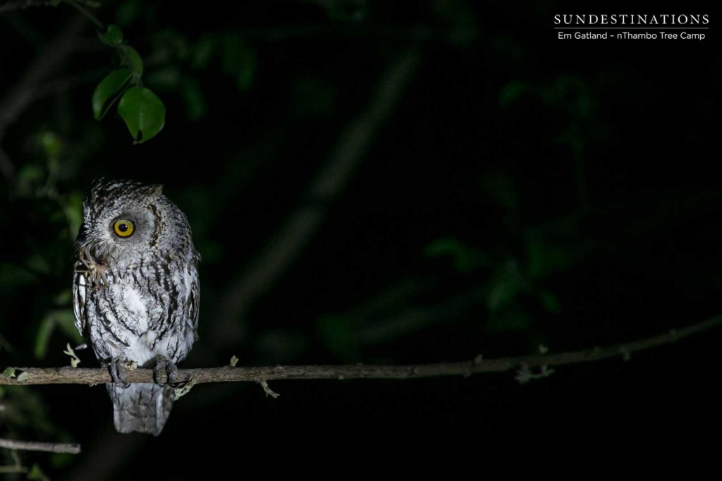 African scops owl with a spider kill