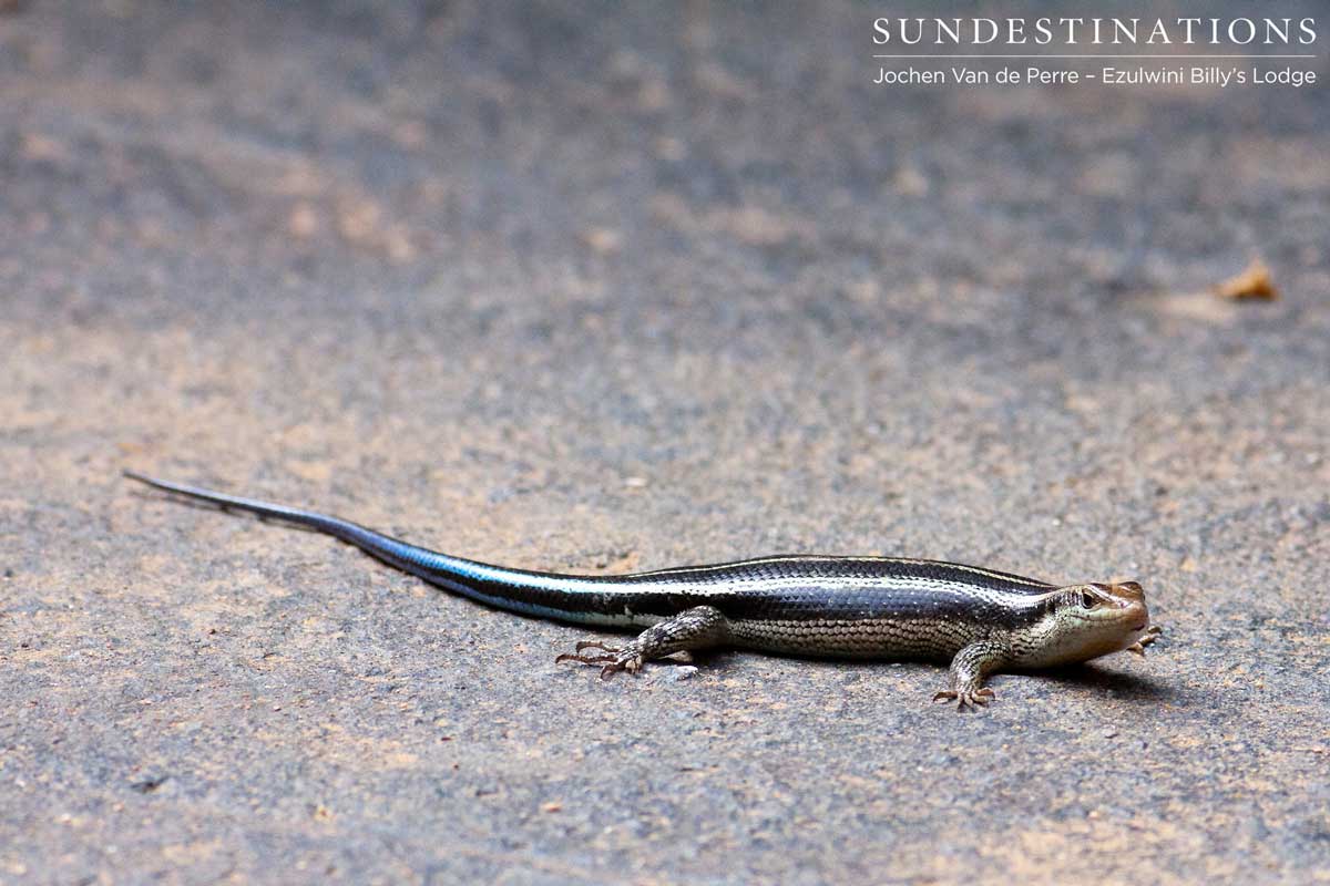 Rainbow Skink