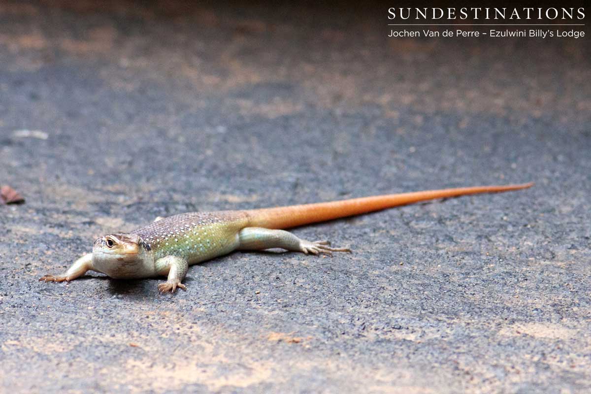 Rainbow Skink