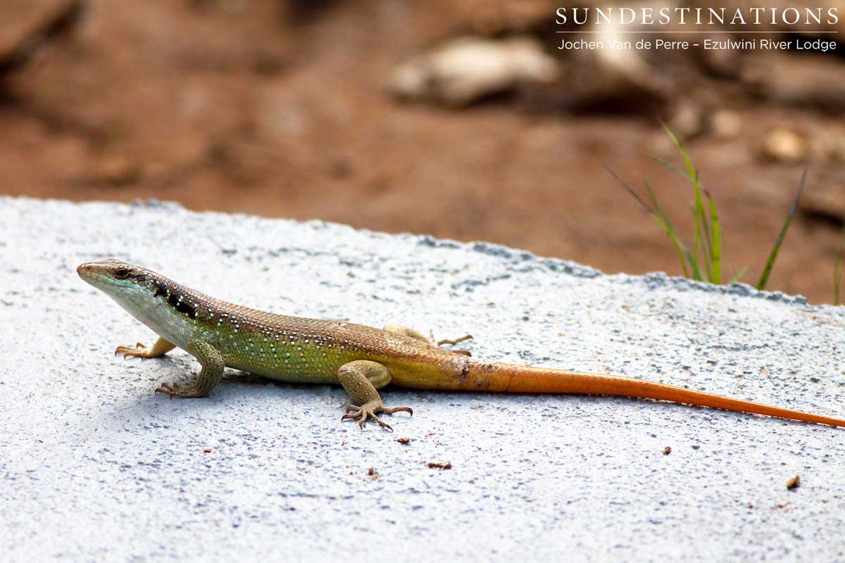 Rainbow Skink - Male