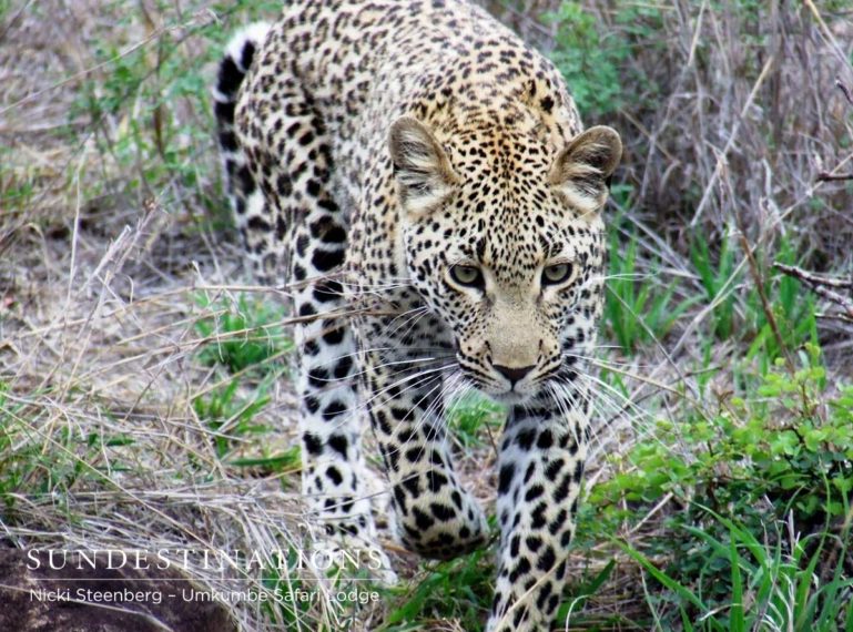 Umkumbe Wildlife Images from Ranger Nicki Steenberg