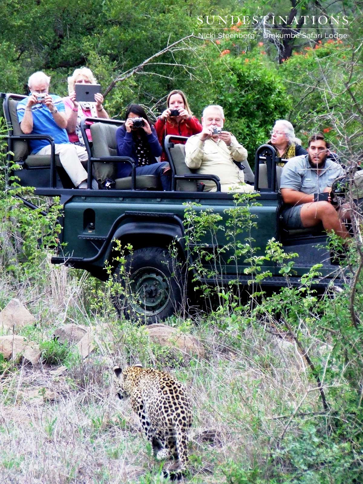 Leopard Close to Vehicle