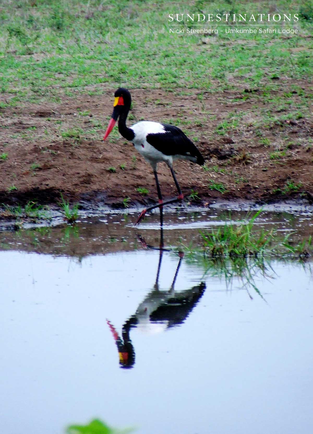 Saddlie-billed Stork
