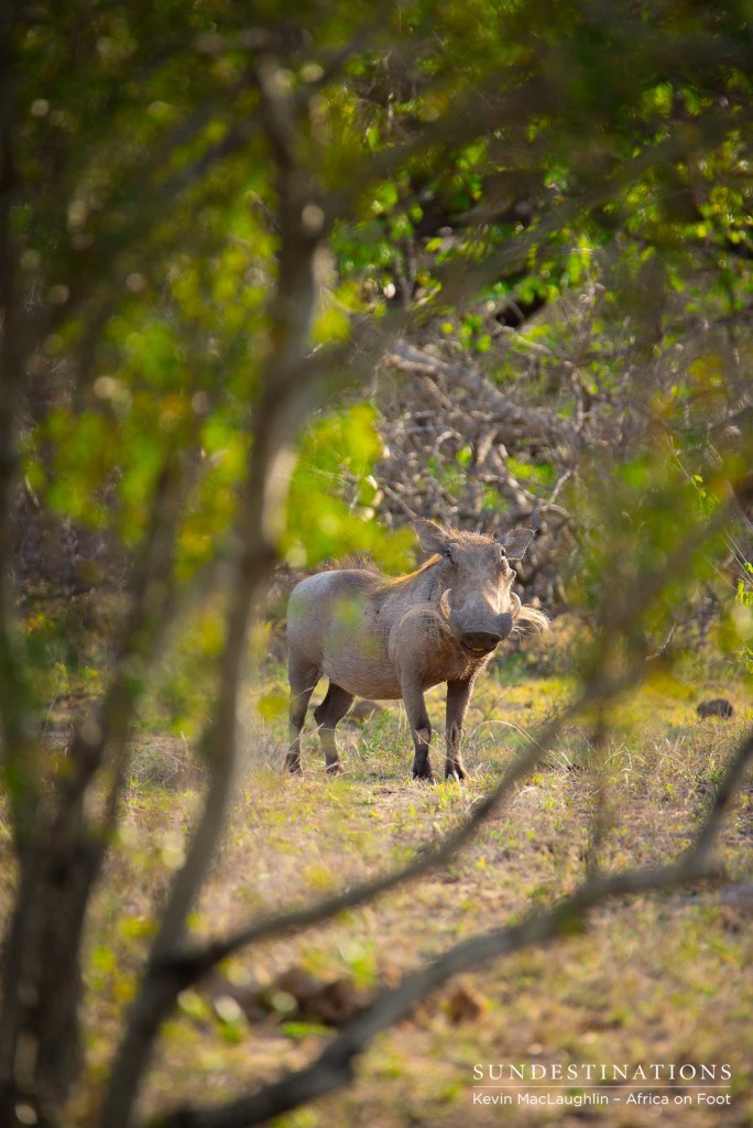 Warthog