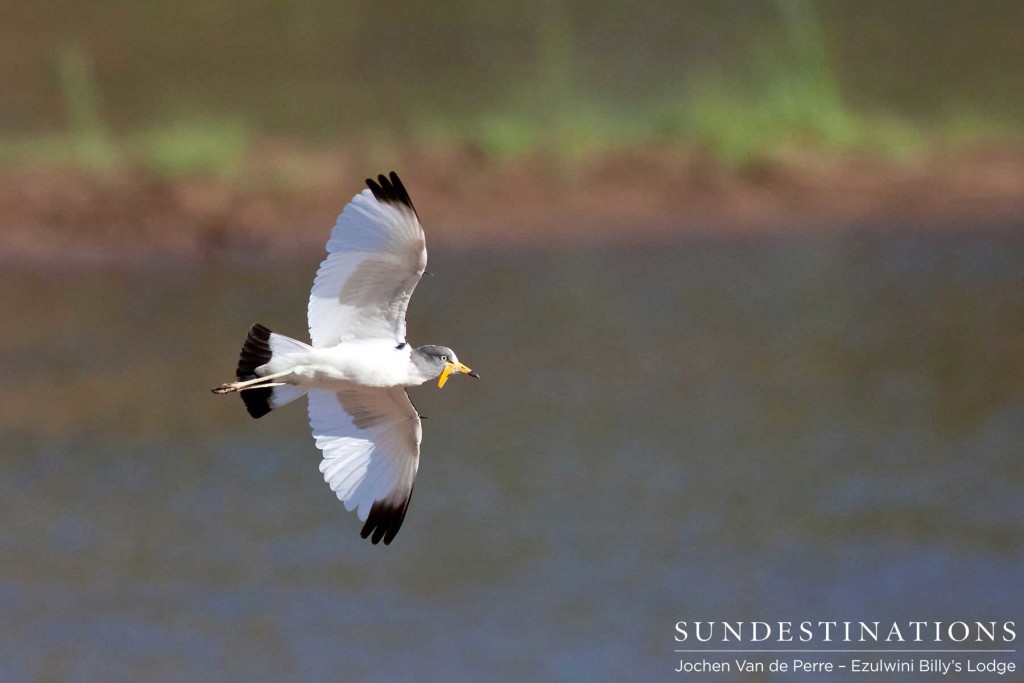 White-crowned lapwing in flight