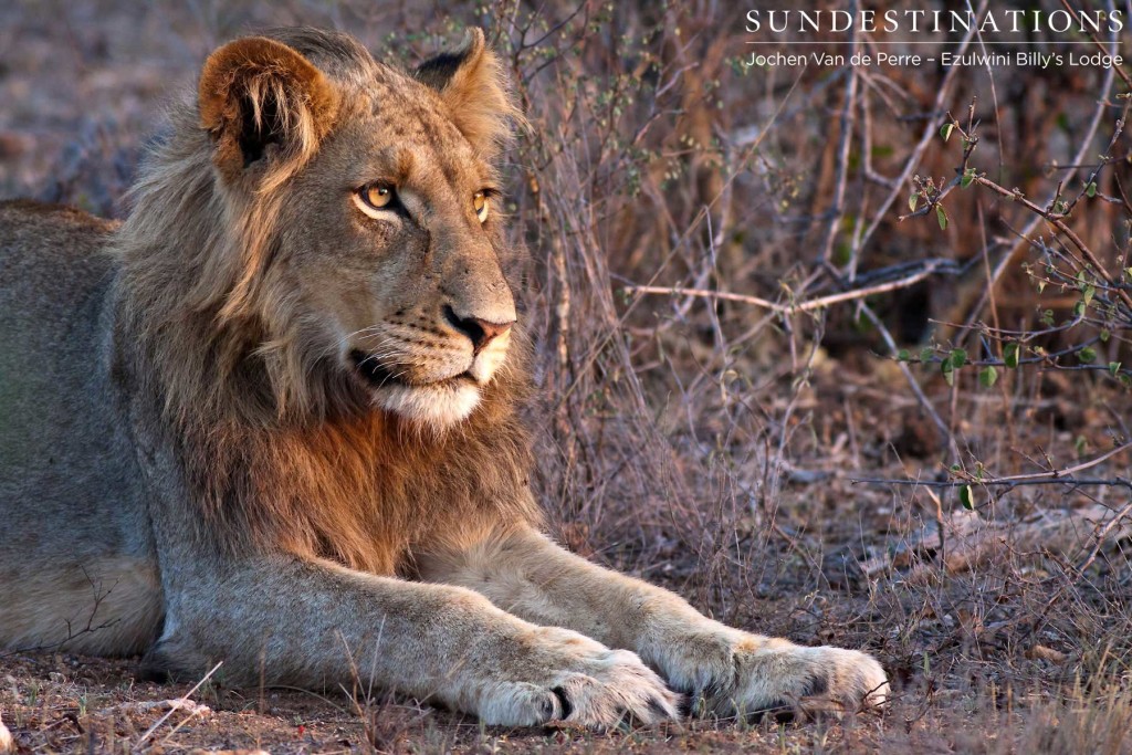 Young male lion in Balule
