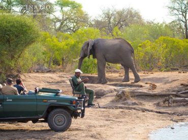 An elephant, the gentle jumbo of the animal world. So emotional, yet fiercely protective and tough; they’re one of Africa’s most revered species often associated with wisdom. Elephants have the innate ability to express grief, humour, co-operation, playfulness and compassion. Their brains comprise a series of complex folds, more so than other land animals, which […]