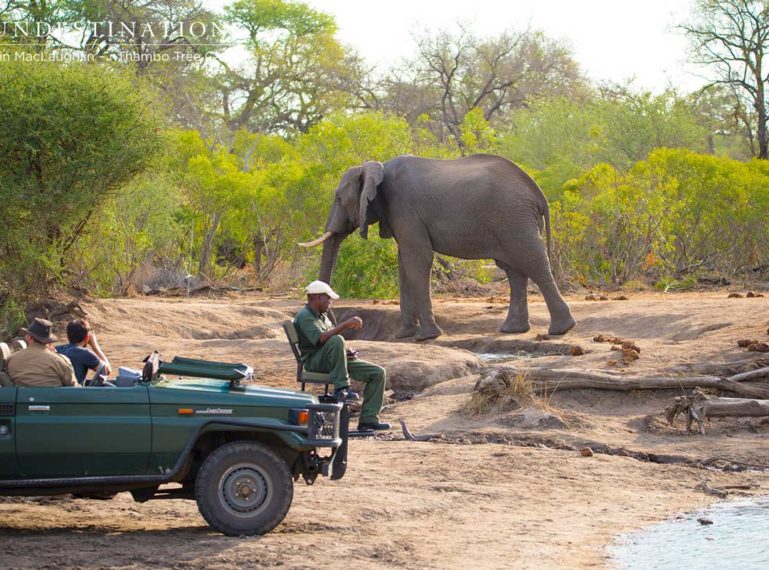 nThambo Guests Get Close to a Relaxed Elephant Bull