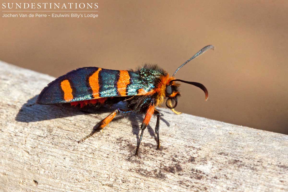 Hand Maiden Moth