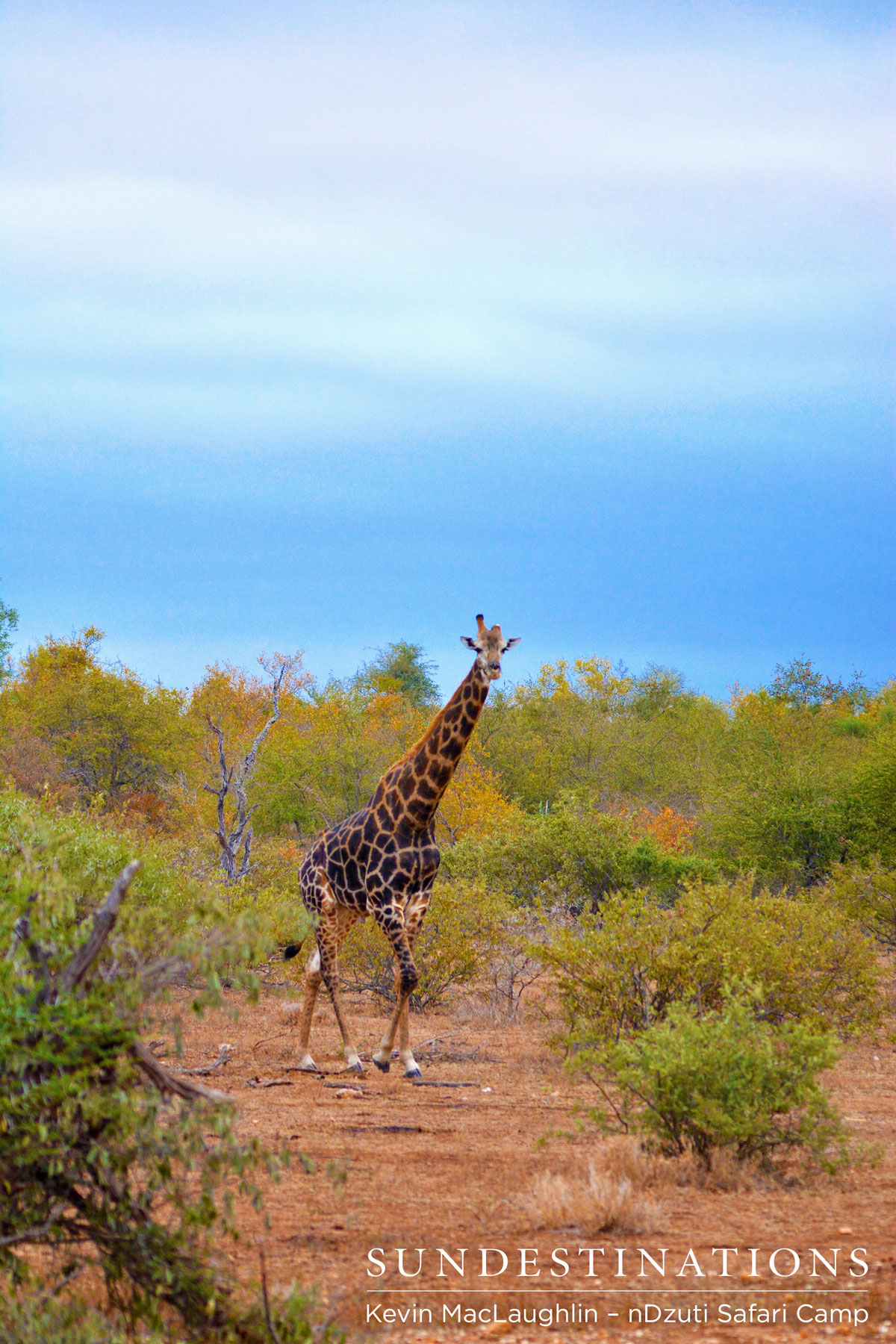 Giraffe - nDzuti Safari Camp