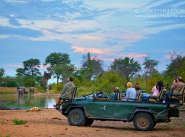 nThambo Tree Camp is located in the heart of the Klaserie Private Nature Reserve and is home to the big five and other mammals. The bio-diversity of the area allows for a vast array of wildlife, which means there are always ample game viewing opportunities. From pearl-spotted owlets to predator kills and plains game giving […]