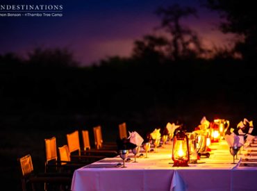 There’s nothing quite like dining in the wild after finishing an incredible game drive in the private Klaserie Nature Reserve. Every now and then, when the weather allows it (summer thunderstorms are regular!) our teams from both Africa on Foot and nThambo Tree Camp head out to a clearing in the bushveld and arrange a scenic […]