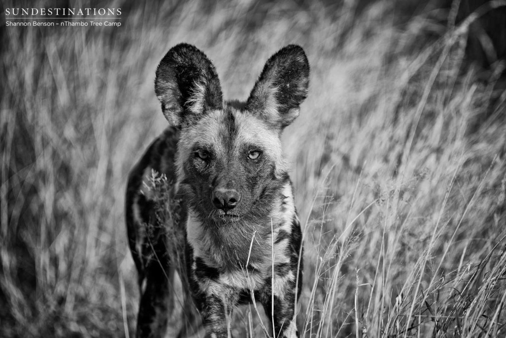 Portrait of a wild dog