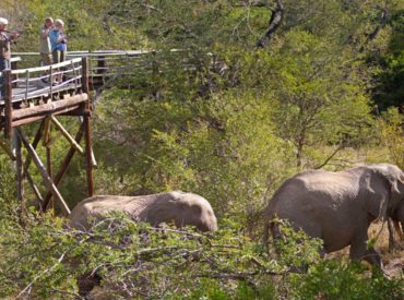 It’s time to celebrate and indulge in the excellence of Ezulwini Billy’s Lodge, a hidden gem within the Balule Nature Reserve. This week’s top 3 videos highlight a variety of experiences when on safari in the Balule. A safari is not only about tracking wildlife but it’s also about the scenery and feeling cocooned by […]