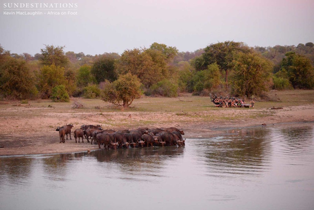 Buffaloes emerge out of the bush to drink