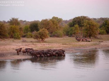 Every afternoon game drive involves the highly anticipated ‘sundowner stop’, which is a perfectly timed pause on a game-filled safari cruise to watch the sun go down. On Sunday, Africa on Foot guests unpacked their gin & tonics and biltong snacks on the edge of a large dam teeming with grunting hippo and chance-taking crocodiles […]