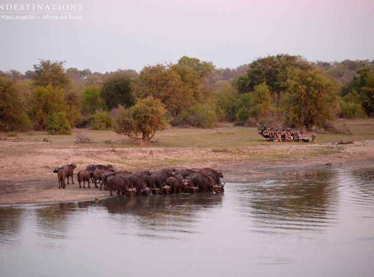 Africa on Foot Sunset with Hippo, Crocodile & Buffalo
