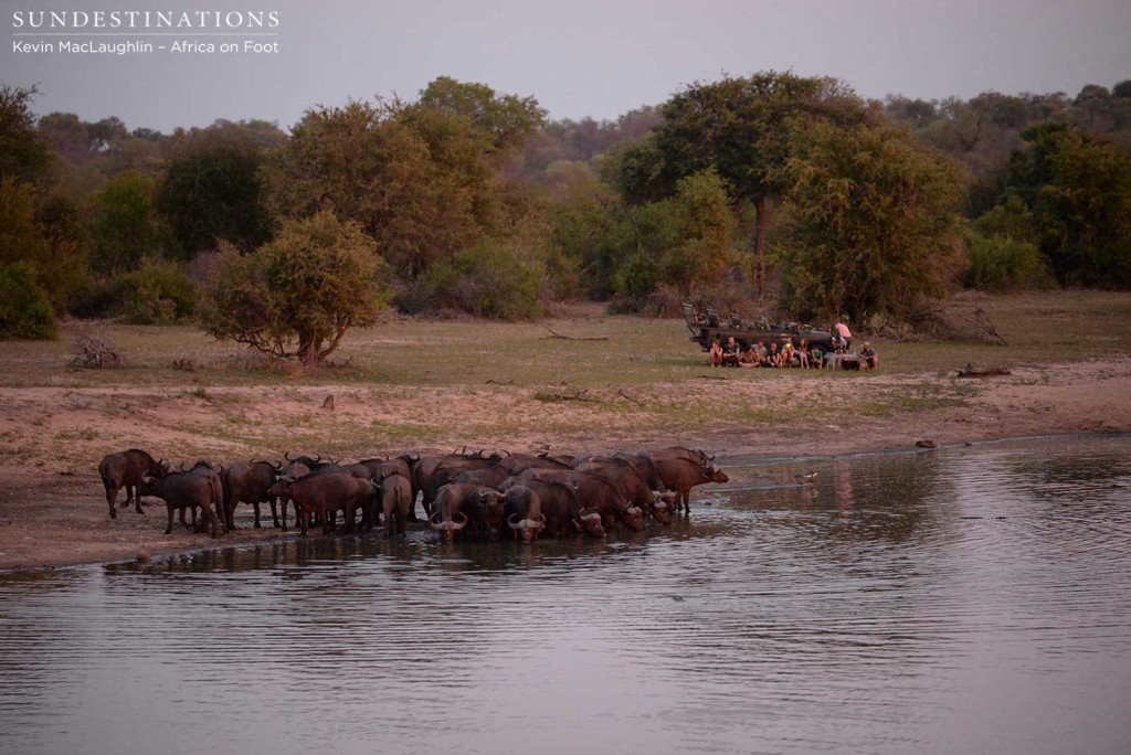 Guests watch silently as buffaloes arrive