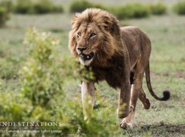 The Sabi Sand Private Game Reserve in the Greater Kruger is one of the most sought after safari destinations in South Africa. Home to the big five and an abundance of big cat species, it’s certainly a cat fanatics dream destination. All of our Sabi Sand lion updates and big cat sightings occur within the […]