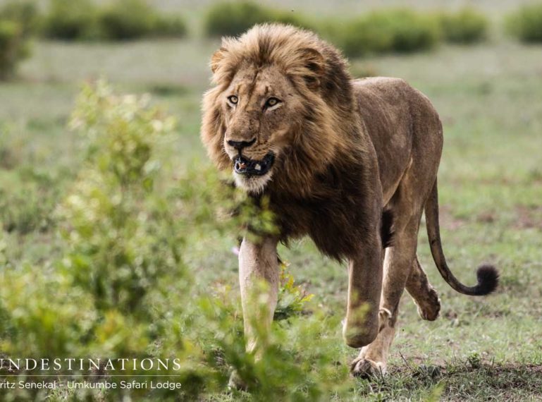 Recent Sabi Sand Lion Sightings from Umkumbe