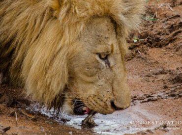 We all know that the Sabi Sand is a huge drawcard for visitors due to its big cat sightings and incredible landscape. The ever-changing lion pride dynamics, the absolute rawness of nature and witnessing the extreme line between life and death are experiences which happen while on safari. Watching a lion pride stalk and take-down […]