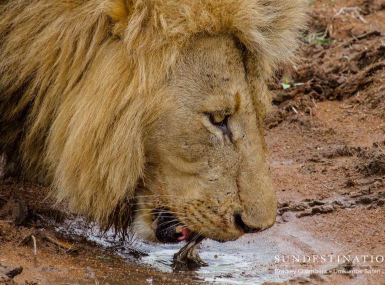 A Fight, Theft & Kill: Sabi Lions Cause Mayhem