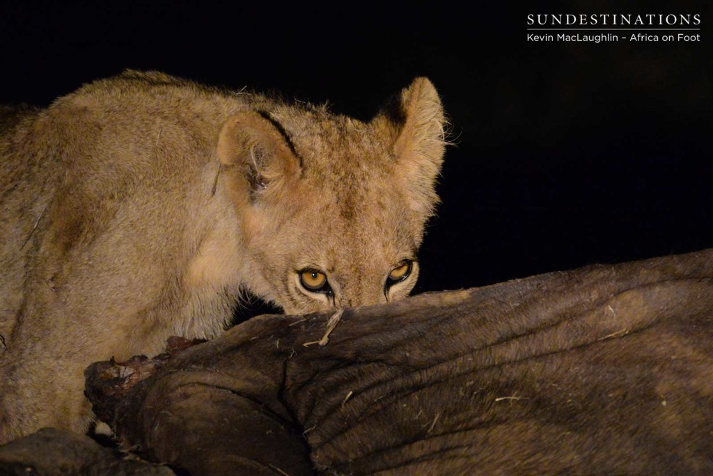 Cub prowling around the carcass