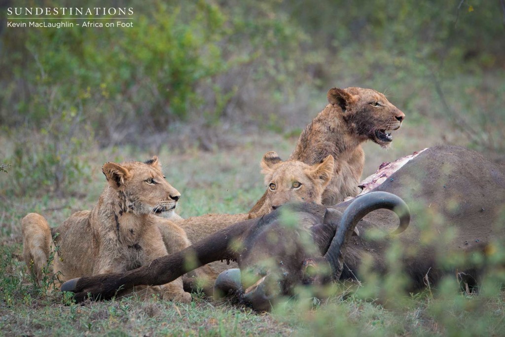 Cubs feeding
