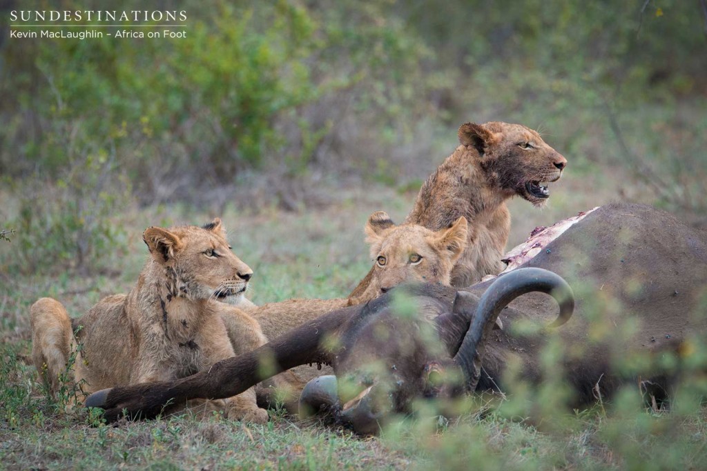 Cubs feeding