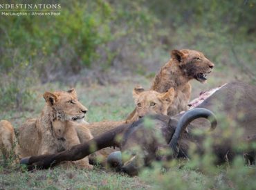 This weekend, after guests went off to bed and rangers Mike and Greg were locking up Africa on Foot camp, the unmistakable bellow of a panicked buffalo erupted from the darkness. Grabbing the spotlight and rushing to board a game viewer, the excited anticipation of a possible lion kill set in. Sure enough, not 100m from […]