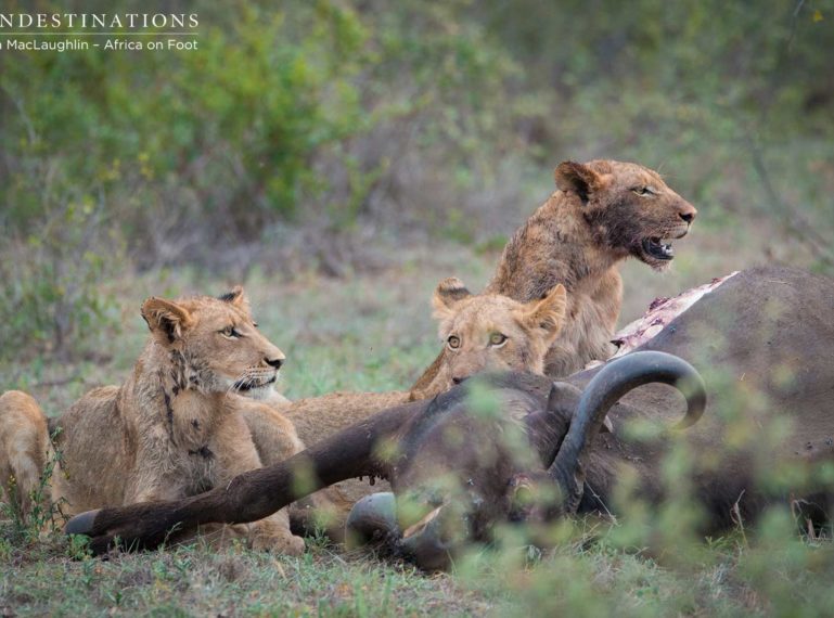 Hercules Pride Kills a Buffalo at Africa on Foot