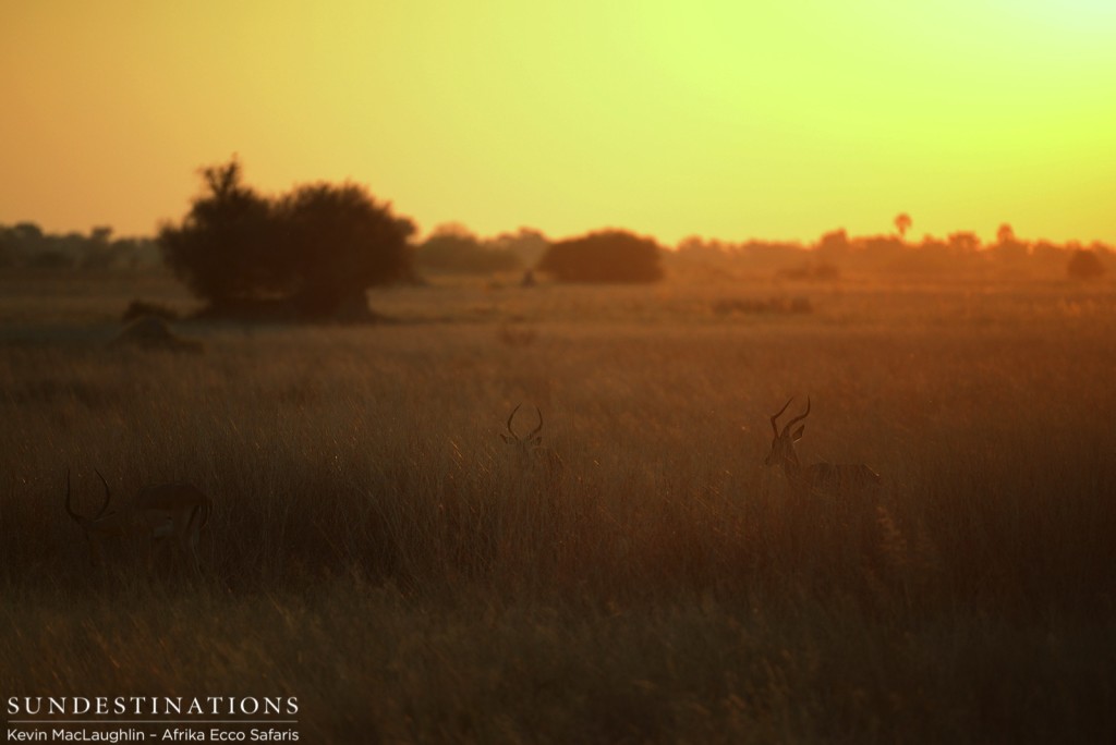 Impala rams at sunset