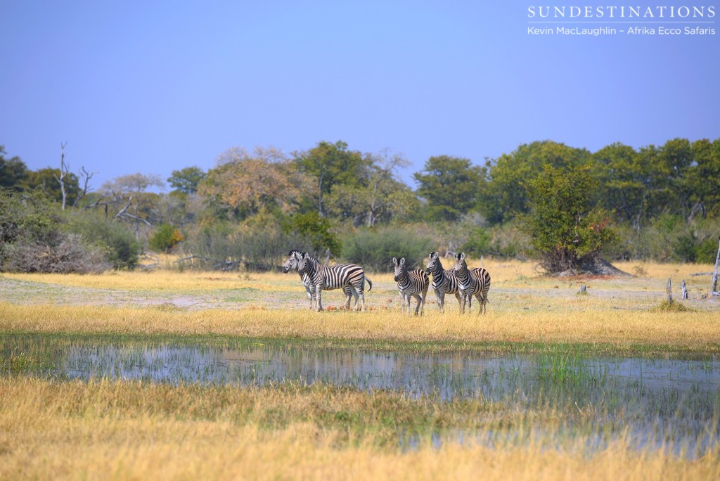 Zebras at the lagoon