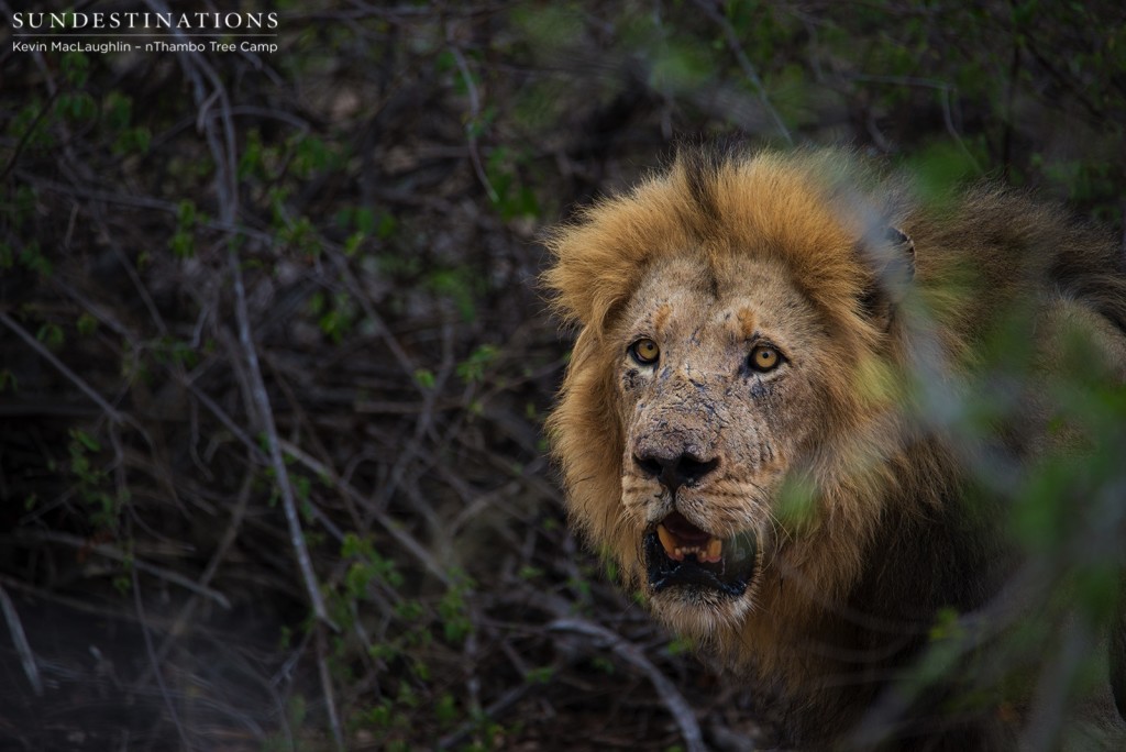 Fierce looking Trilogy male