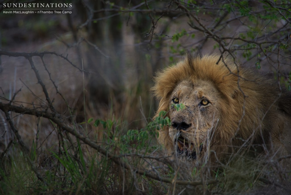 One of 3 Trilogy males