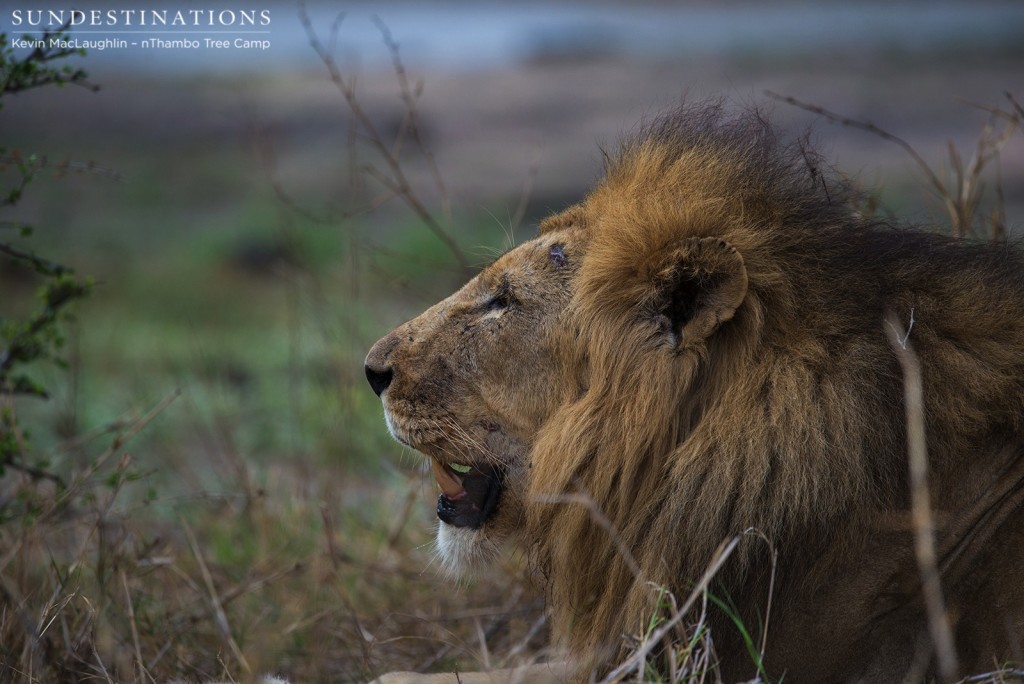 Profile of a Trilogy male