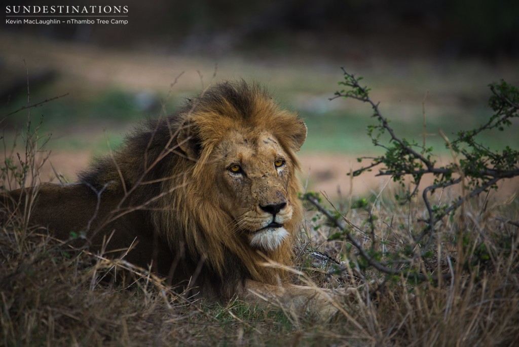 One of the Trilogy males had a young buffalo kill