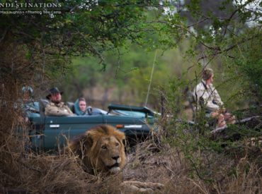 Merciful rain poured down last night after some very hot temperatures yesterday and everyone at nThambo Tree Camp rose with the excitement of a morning game drive in cooler weather. As it turned out, we weren’t the only ones eager to get out and about! The notorious Trilogy male lions were spotted near Jason’s Dam […]