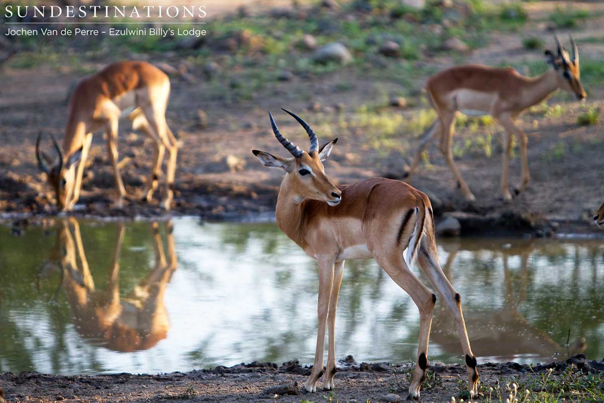 Impala posing at the waterhole at Ezulwini