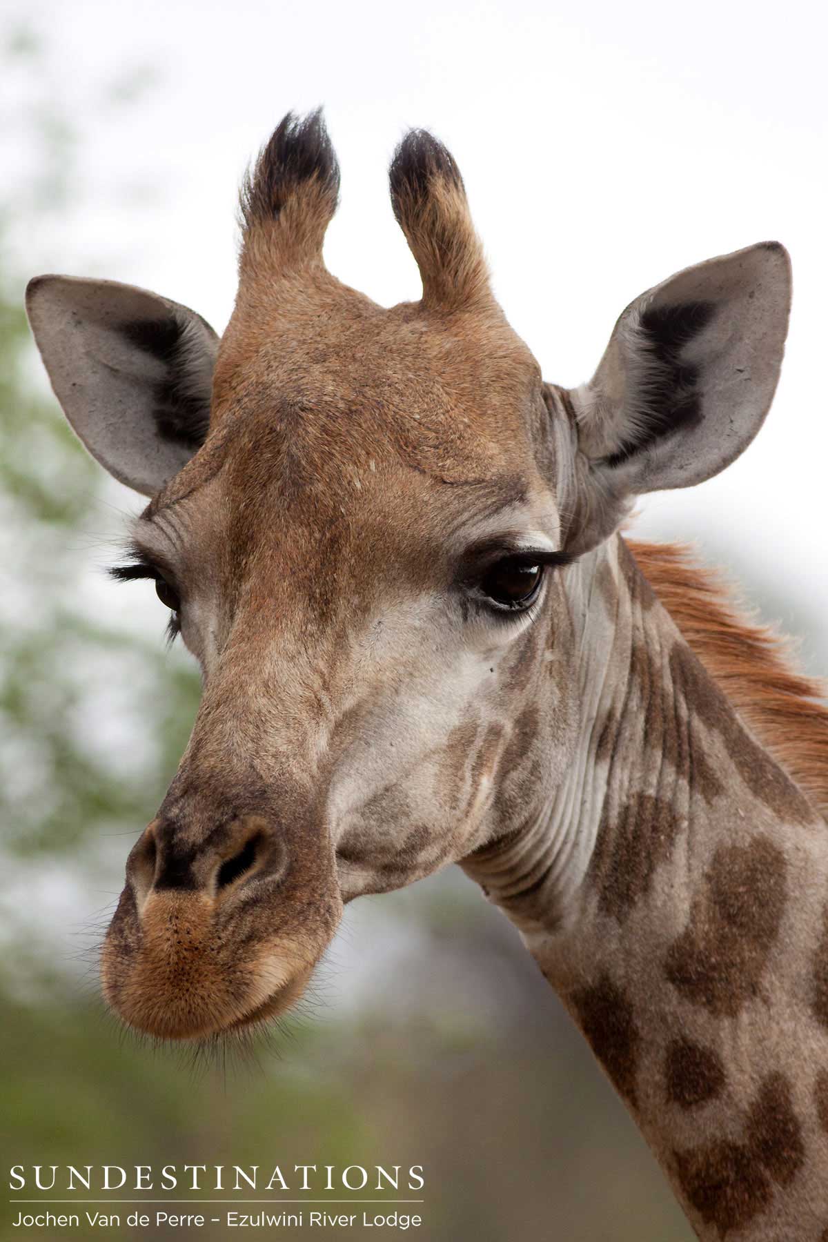 Giraffe Posing