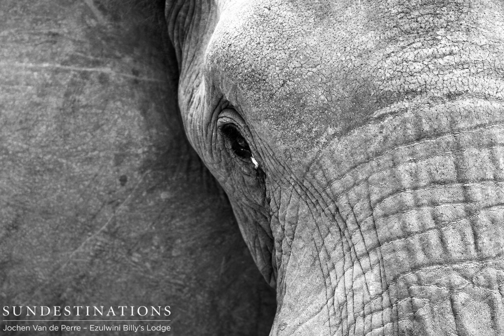 Up close elephant