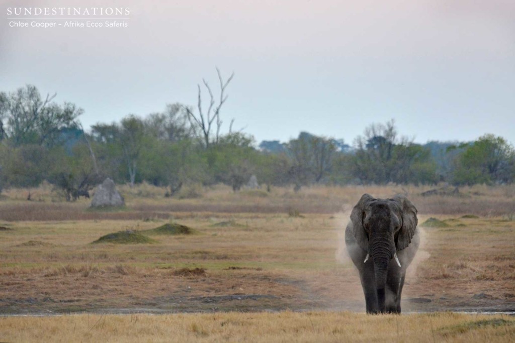 Elephant dust bath