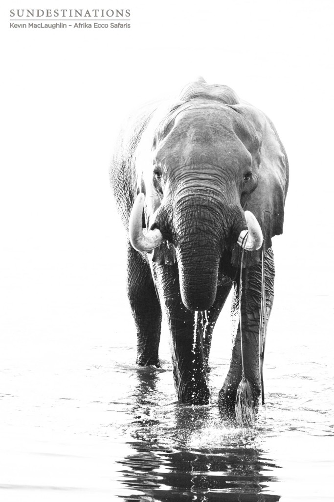 Elephant in the Delta