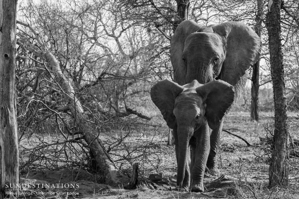 Elephant and calf