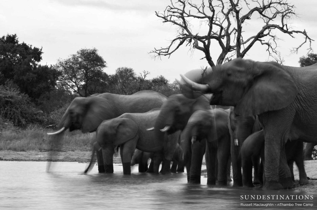 Elephants drinking in Klaserie